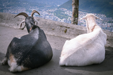 Goats on top of mount Floyen. Bergen