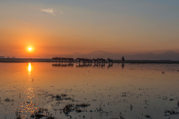 sunset at the lake, wild horse adventure