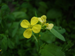 flower in the garden