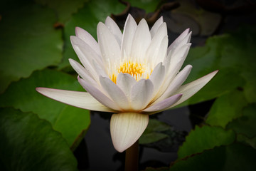 Lotosblume bl&uuml;hend wei&szlig;