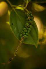 Wild African buffalo, Amboseli National Park, Kenya