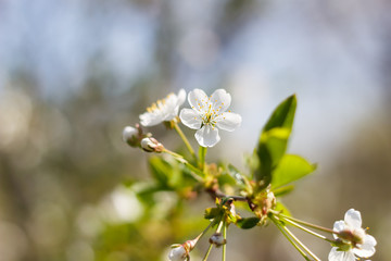 Spring natural flowering of trees in warm sunny weather