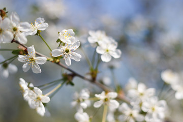 Spring natural flowering of trees in warm sunny weather