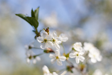 Spring natural flowering of trees in warm sunny weather