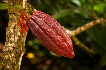 Cocoa plant tree with a fruit 