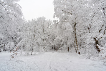 Winter. Birch Grove after snowfall.