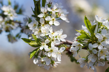 Spring natural flowering of trees in warm sunny weather