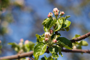 Spring natural flowering of trees in warm sunny weather