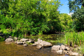 Small river in green forest at summer