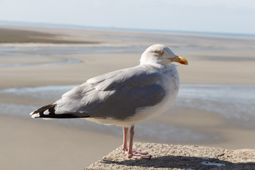 Seagull on a wall near the sea in Brittany