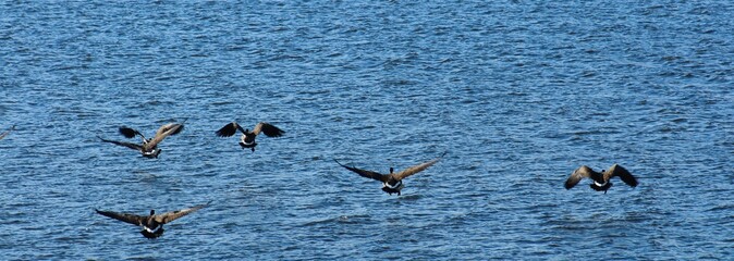 geese on the water