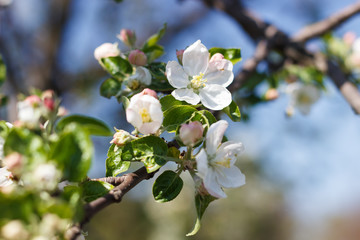 Spring natural flowering of trees in warm sunny weather