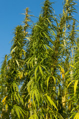 Fototapeta na wymiar Field of green cannabis (marijuana) plants