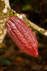 Cocoa plant tree with a fruit 