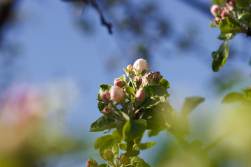 Spring natural flowering of trees in warm sunny weather