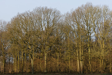 Laubwald im Winter, Naturschutzgebiet Hülser Bruch, Krefeld, NRW, Deutschland