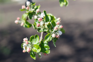 Spring natural flowering of trees in warm sunny weather