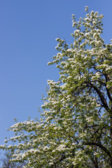 Spring natural flowering of trees in warm sunny weather