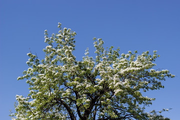Spring natural flowering of trees in warm sunny weather