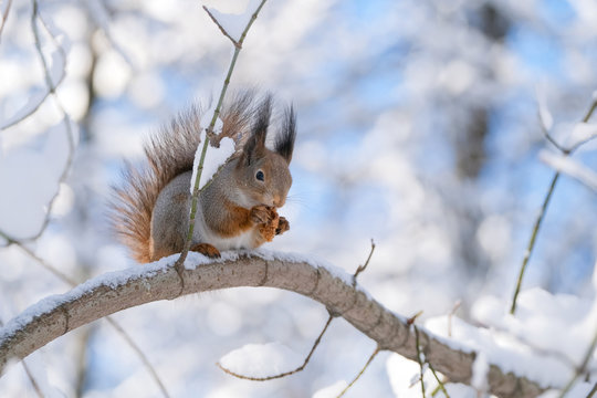 Squirrel in the winter forest Sidin on a branch and eats.