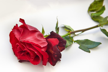 Red faded rose on a white background