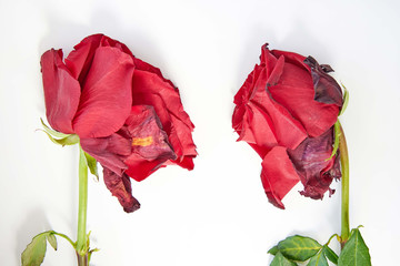 Two red faded roses on a white background