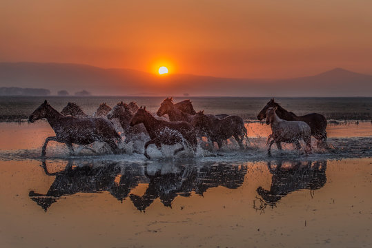 Wild Horses Beach Images – Browse 15,736 Stock Photos, Vectors, and Video |  Adobe Stock