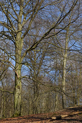 Fototapeta premium Laubwald im Winter, Naturschutzgebiet Hülser Berg, Krefeld, NRW, Deutschland