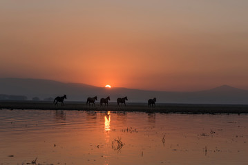 sunset at the lake, wild horse adventure