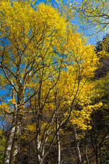 Golden autumn colors in the forest
