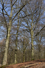 Laubwald im Winter, Naturschutzgebiet Hülser Berg, Krefeld, NRW, Deutschland