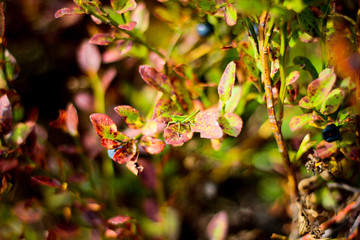 Grasshopper in Blueberry bush with autumnal leaves Closeup of growing blueberry bush with dark autumnal leaves growing in woods