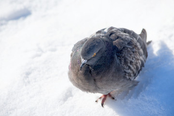 Pigeon sitting on the snow in the Park. Wild birds in winter. Wildlife in winter.