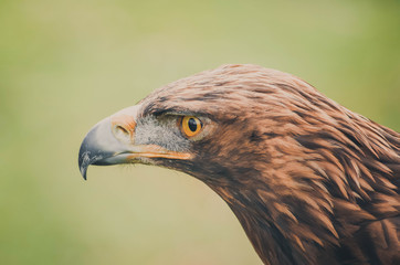 Spectacular portrait of a real eagle. Animal