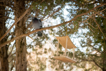 Bird feeder hanging on a tree in a coniferous forest in the Park. Pigeon sitting on a branch .