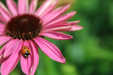Ladybug or ladybird on pink Echinacea flower in soft green bokeh background