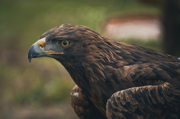 Spectacular portrait of a real eagle. Animal
