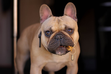 French bulldog With Treat