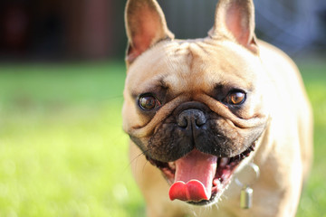 Obraz premium French bulldog Yawning In Garden