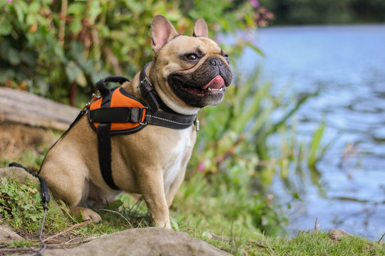 French Bulldog sitting at lake