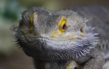 Bearded Dragon close up