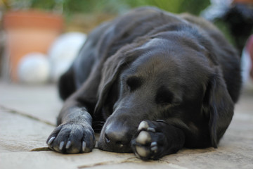 Black Labrador Collie dog sleeping on stone