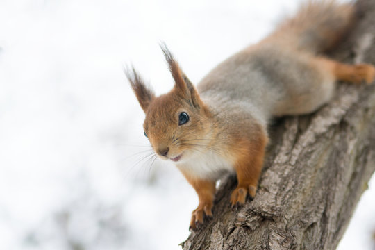 Red Eurasian squirrel hanging on a tree in the winter Park. A squirrel hung from a tree. Walk in the Park in winter. © Dmitry