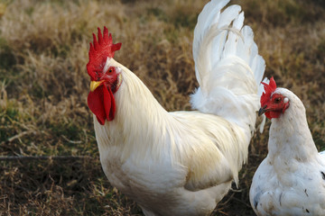 The white rooster and red hens on the farm at sunset.