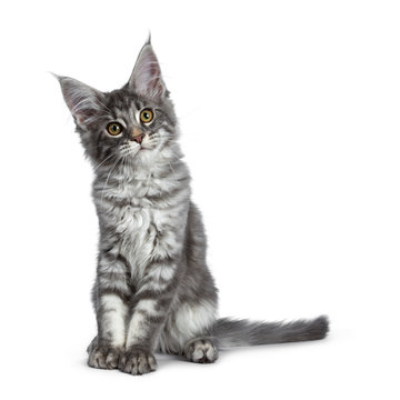 Very cute blue tabby Maine Coon cat kitten, sitting facing front. Looking beside lens with pretty yellow and green eyes. Isolated on white background. Tail beside body.