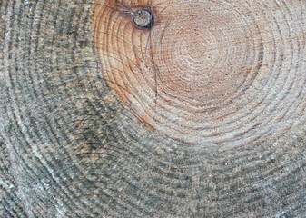 Fototapeta premium Cut log texture