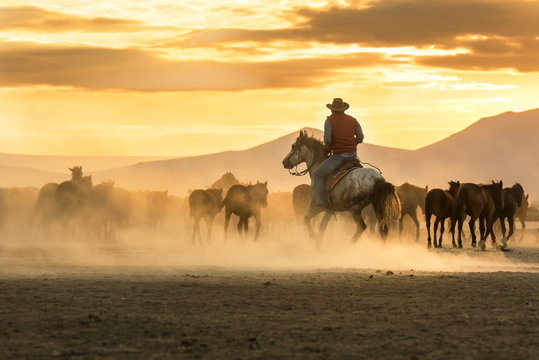 the cowboy who runs a herd of wild horses