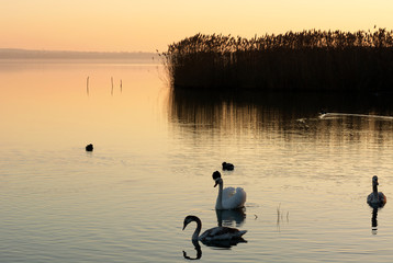 Swans at Lake Balaton , Hungary
