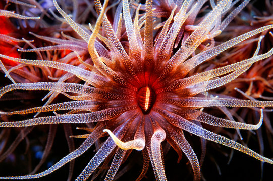 Macro image of tubastrea coral formation (Sun Coral or Sun Polyps) Tubastrea is one of the most photographed corals in the world. This is not without reason. The brilliant orange coral issues forth lovely yellow orange tentacles at night, and is a sight that almost defies description. In nature, Tubastrea is found usually found upside down at the entrance to caves. It is occasionally found in the open reef, under overhangs, or in areas of high nutrients that can provide for the corals nutritive needs.

Digitally Enhanced