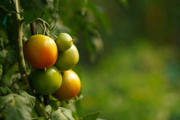 Very lush autumn tomatoes in the garden of the Varlaam monastery in Meteora
